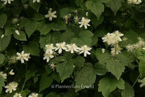 Clematis ‘paul Farges Summer Snow Plantentuin Esveld