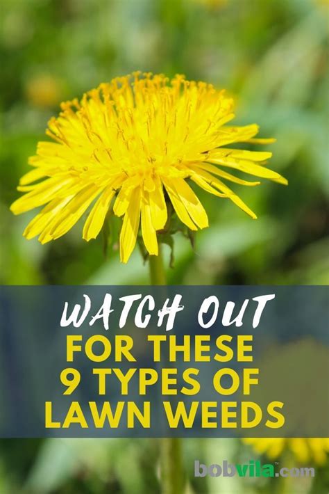 Watch Out For These 9 Types Of Lawn Weeds Artofit