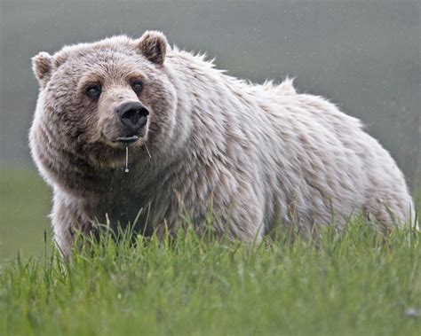 Brown bear on grass field during daytime, grizzly bear HD wallpaper | Wallpaper Flare