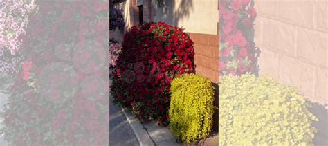 Лизимахия(Вербейник монетчатый) купить во Владимире | Товары для дома и ...