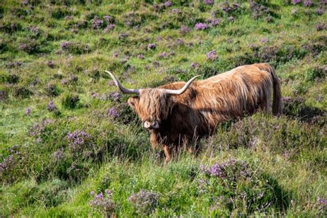 Hundred Cattle Originating Scotland Royalty Free Images Stock