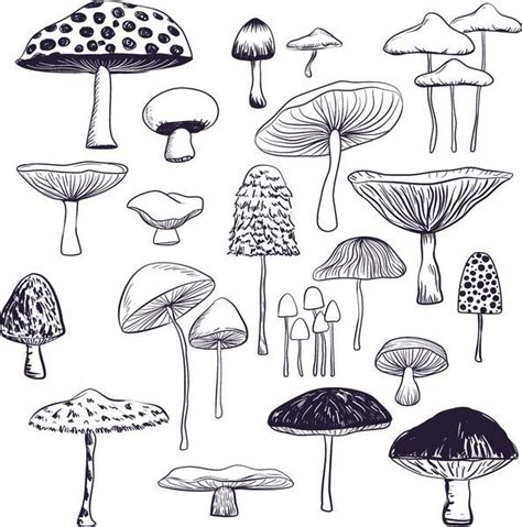 Print Of Mushroom Collection In Mushroom Art Mushroom Drawing