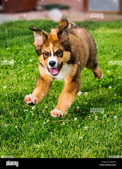 Twelve Week Old Bernese Mountain Dog Great Pyrenees Mix Breed Stock