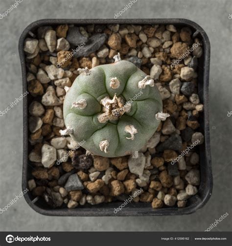 Cactus Peyote Lophophora Williamsii Dans Pot Utilisé Comme Hallucinogène Par Image Libre De