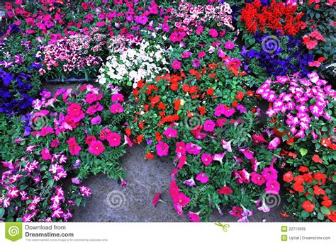 Colorful Flower Potting Stock Image Image Of Field Gardening 22713939