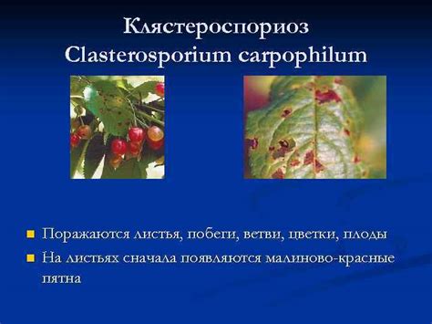 Болезни плодовых косточковых культур Монилиоз Monilia cinerea