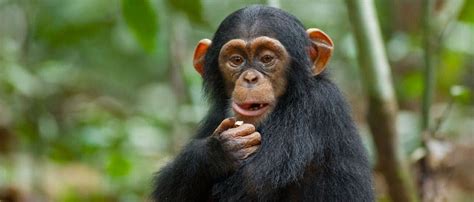 Chimpanzee Diet & Feeding Habits - Omnivorous Diet Facts