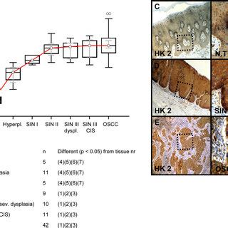 Immunohistochemical Analysis And Staining Of Glut In Normal Oral