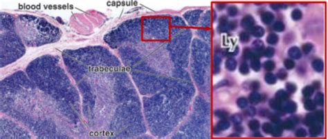 Lymphoid tissue Flashcards | Quizlet