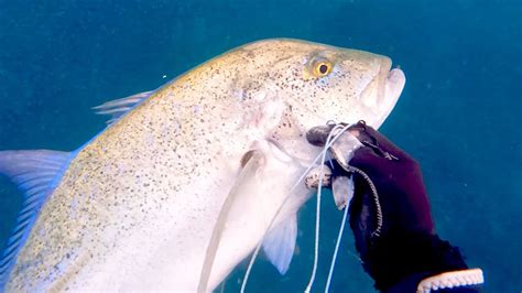 Hanya Di Spot Ini Bisa Ketemu Bluefin Trevally Babon