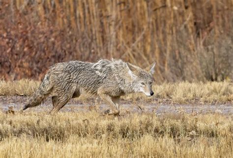 Coyote On The Prowl At Bosque Del Apache Nm Stock Image Image Of