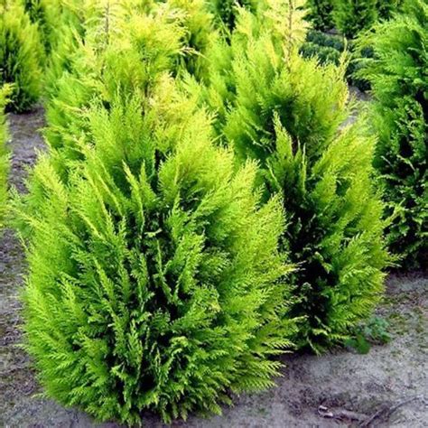 Кипарисовик ИВОНЕ лавсана купить в Минске недорого, цена