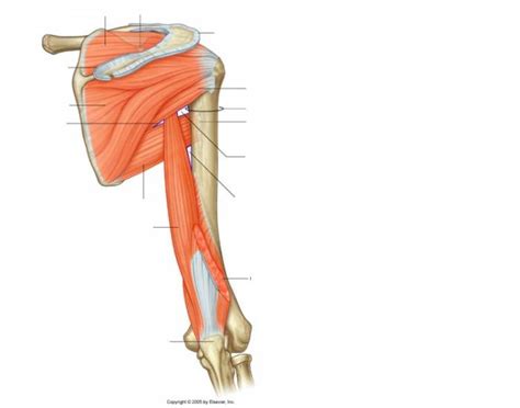 axilla muscles Quiz