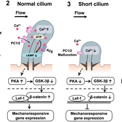 Schema showing the potential mechanism of the length-mediated ... 