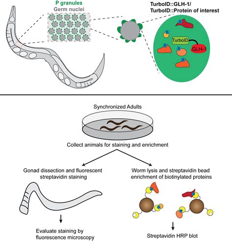 Visualization And Purification Of Caenorhabditis Elegans Germ Granule