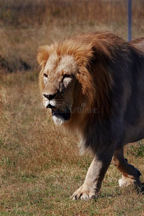 Lioness Portrait In The Dark Beautiful Lioness Lies And Looks At The