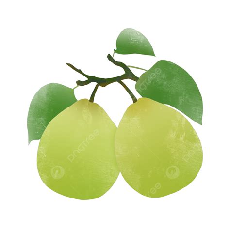 Dibujos Animados Creativos Acuarela Fruta Fresca Pera Verde Png Pera