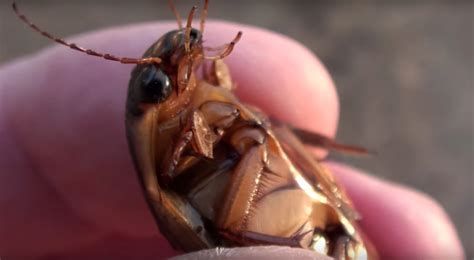 Cucarachas Americanas Periplaneta Americana Como Prevenir La Plaga De