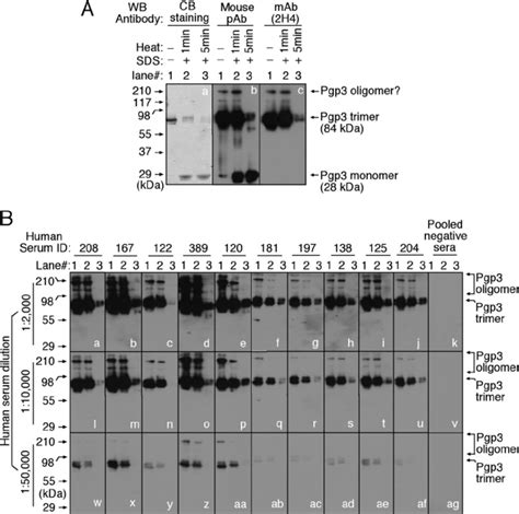 Human Antibody Recognition Of Trimeric Pgp A Purified Pgp Left