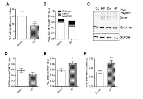 Protein Kinase G Pkg Activity And Analysis Of Monomer Dimer And