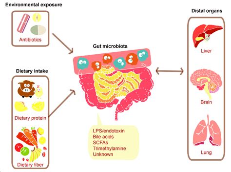 Communications Between The Gut Microbiome And Distal Organs Various Download Scientific