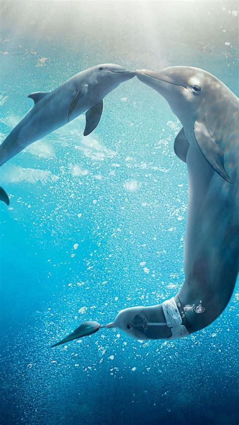 Dolphin Tale Wallpaper