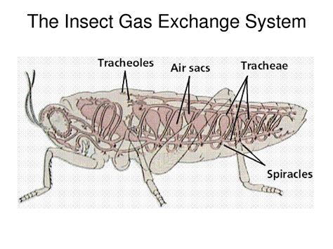 SOLUTION Form 2 7 Gaseous Exchange In Insects Studypool