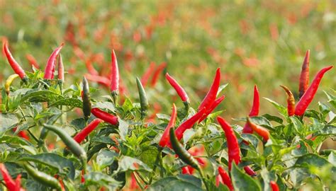 Farmers Pushed To Suicide As New Thrips Species Destroys Chilli Crops