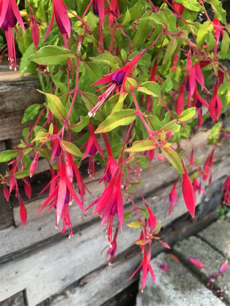 Fuchsia magellanica 'Aurea' - Xera Plants