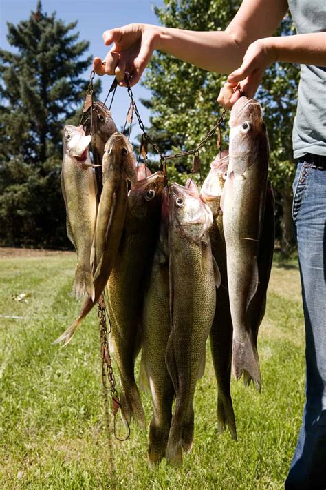 Walleye Fishing Simple Techniques And Tips Best Fishing In America