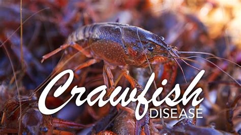 Crawfish Disease Youtube