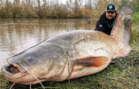 14 Tips Voor Het Vissen Op Meerval Tackleshop Nl