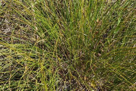 What Is Needlegrass Understanding The Different Plants Called Needlegrass