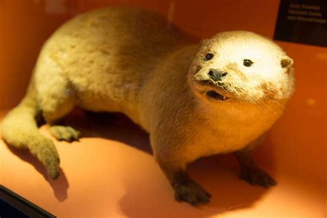 European Otter - Creative Commons Bilder