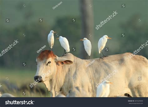 Cattle Egret Images Stock Photos Vectors Shutterstock