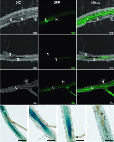 Activation Of Cytokinin Signaling In Arabidopsis Roots On Nematode