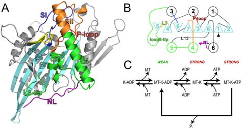 Structure And Catalytic Cycle Of The Kinesin Motor Domain A The