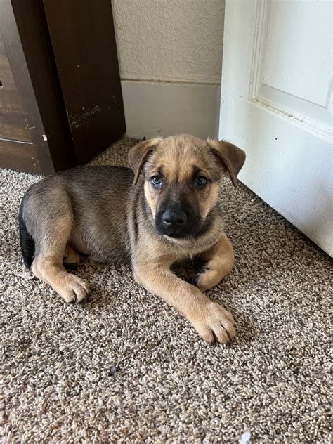 German Shepherd Puppies For Sale Denver Co