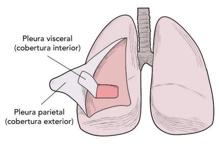 Resumo de Pleura anatomia função e mais