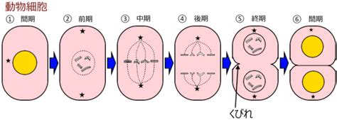 細胞分裂と成長