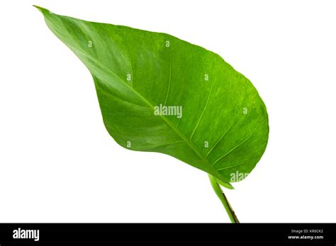 Big Green Leaf Stock Photo Alamy