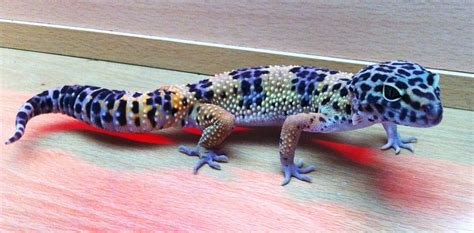 NE England Male Leopard Gecko For Sale Northumberland £80 inc viv