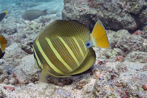 Sailfin Tang Zebrasoma Veliferum Dsc Kris Bruland