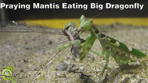 Praying Mantis Eating Big Dragonfly Tcd Small Insects Youtube