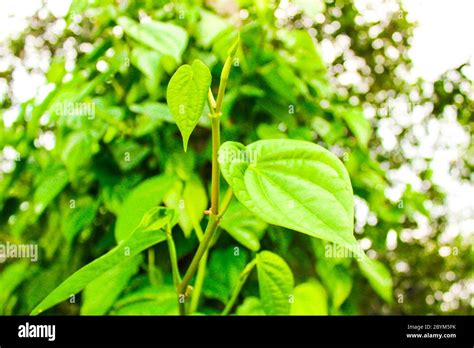 Popular Green Betel Leaf Eating Edible Culture Of Southeast Asia