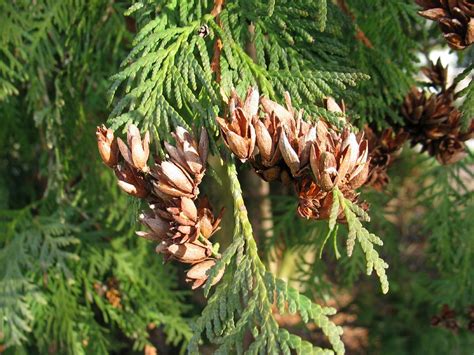 Westerse Levensboom Thuja Occidentalis Eastern Arborvitae Dutch