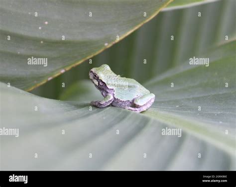 Baby frog sitting on a leaf Stock Photo - Alamy