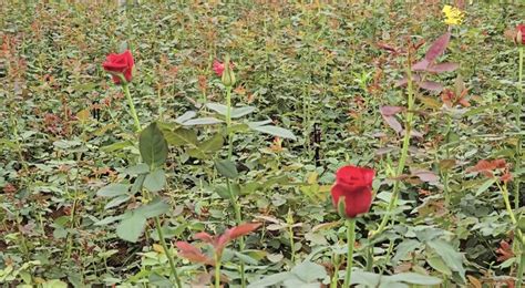 Rose Farming बारूद के धमाकों से नहीं अब फूलों की खुशबू से महक रहा