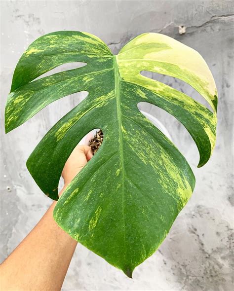 Monstera Marmorata Aurea Leaf Very Beautiful Leaves Free