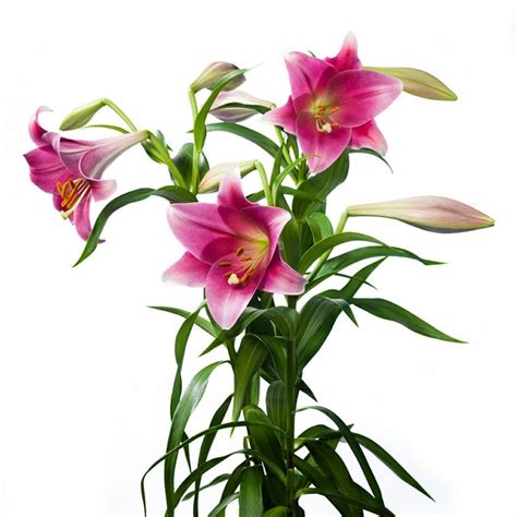 Lilium Longiflorum Pink Heaven | Beautiful Pink Lily